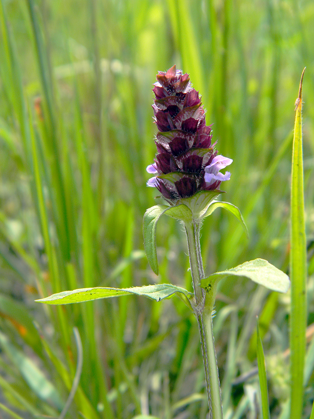 Image of Prunella vulgaris specimen.