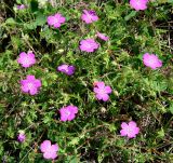 Geranium sanguineum. Часть цветущего растения. Украина, Херсонская обл., Голопристанский р-н, о-в Тендровская Коса, северо-западная часть. 27 мая 2007 г.