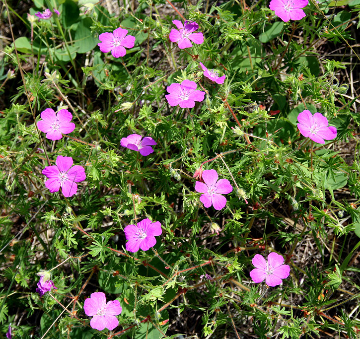 Image of Geranium sanguineum specimen.