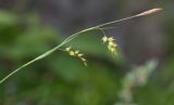 Carex tenuiformis. Верхушка побега с тычиночным отцветшим колоском и соплодиями. Приморский край, Тернейский р-н, окр. пгт Терней, скалы морского побережья. 13.06.2016.