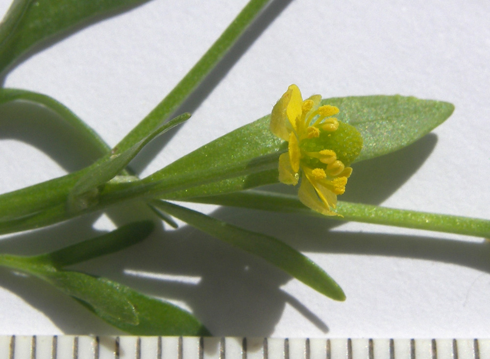 Image of Ranunculus sceleratus specimen.