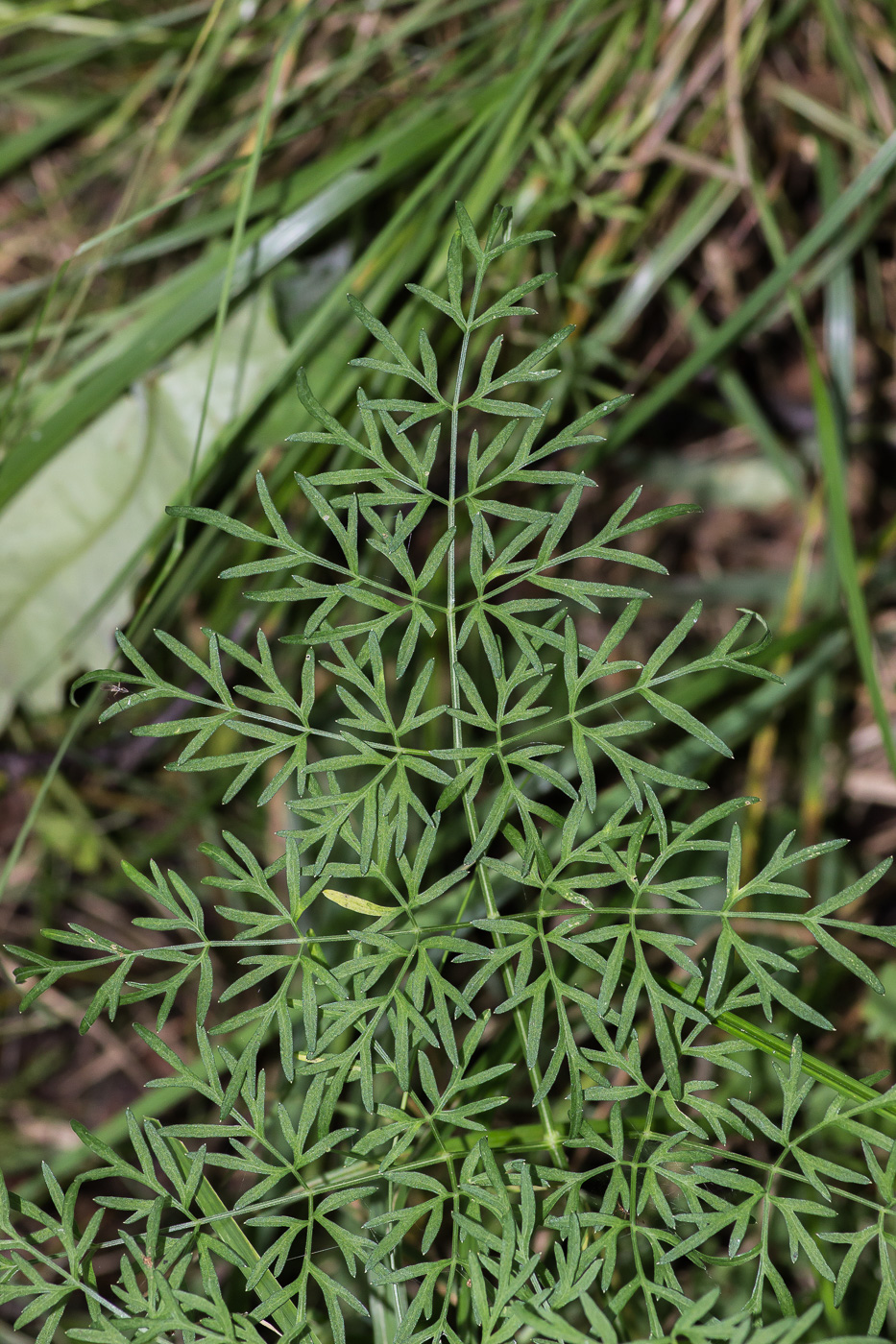 Изображение особи Thyselium palustre.