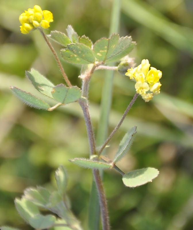 Изображение особи род Medicago.