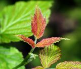Rubus idaeus. Развивающиеся листья на верхушке побега. Московская обл., Раменский р-н, окр. дер. Хрипань, садовый участок. 25.08.2016.