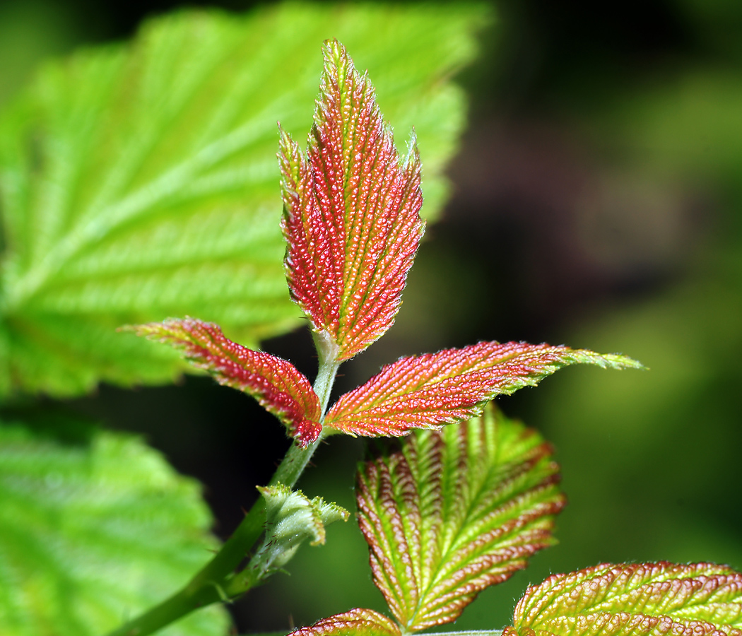 Красные края листьев. Фитопатоген Rubus idaeus. Растения листья которых эволюционированный. Строение листа малины обыкновенной.