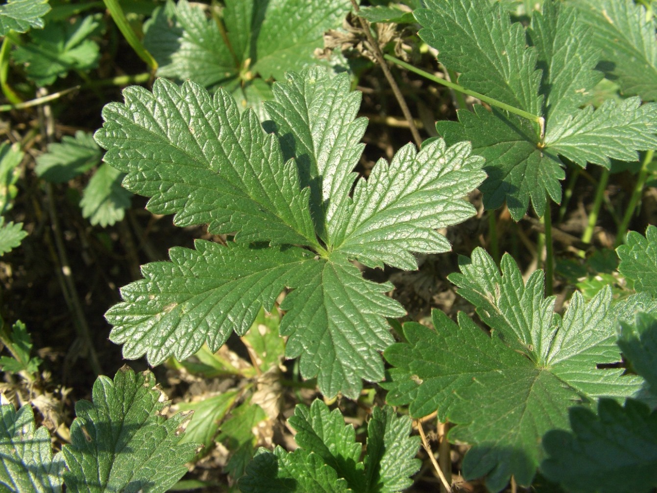 Image of Potentilla intermedia specimen.