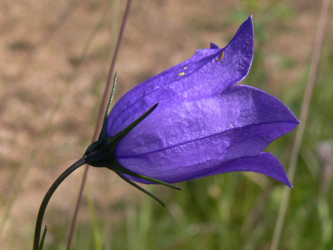 Image of Campanula rotundifolia specimen.