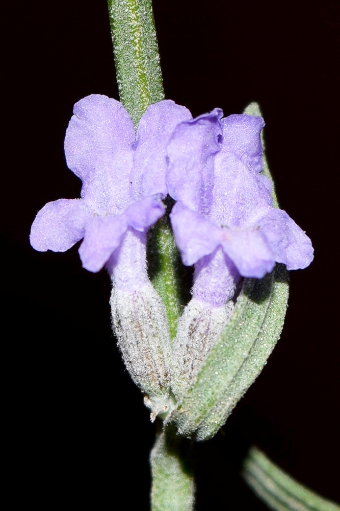 Изображение особи Lavandula angustifolia.