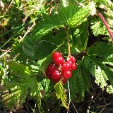 Rubus saxatilis