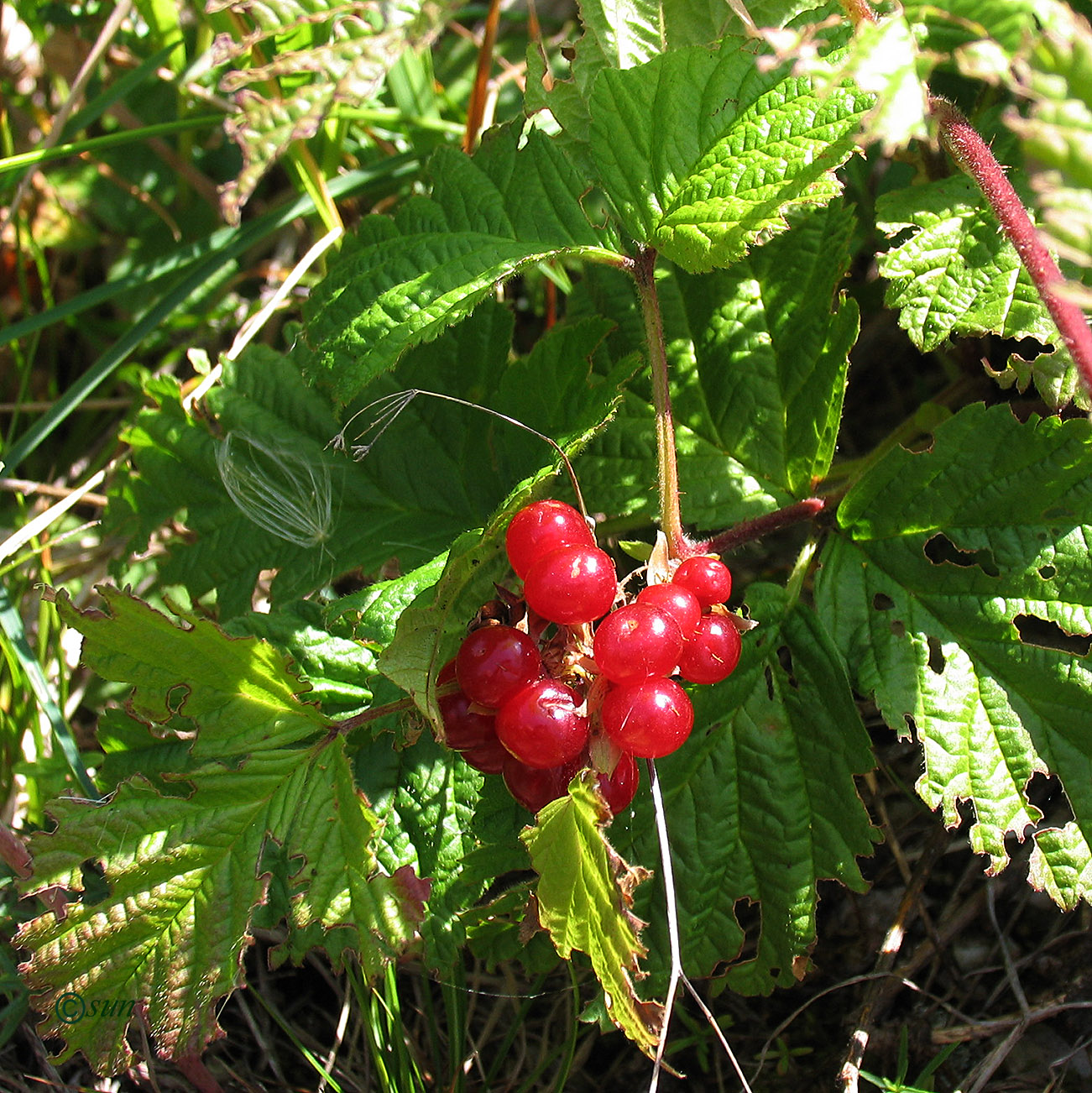 Изображение особи Rubus saxatilis.