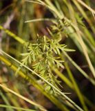 Thyselium palustre