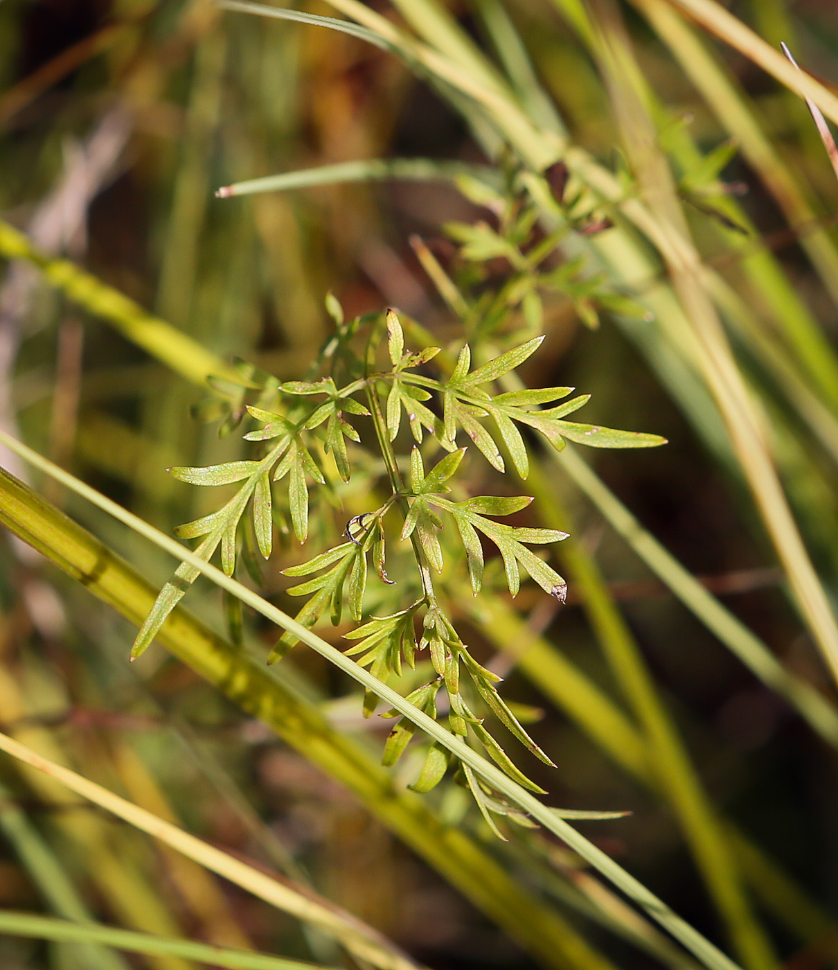 Изображение особи Thyselium palustre.