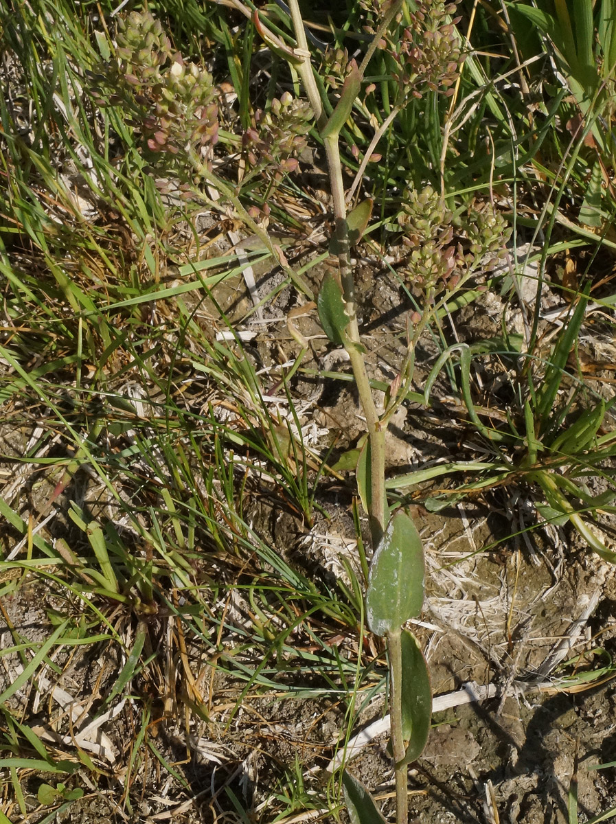 Image of Lepidium cartilagineum specimen.