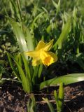 Narcissus pseudonarcissus