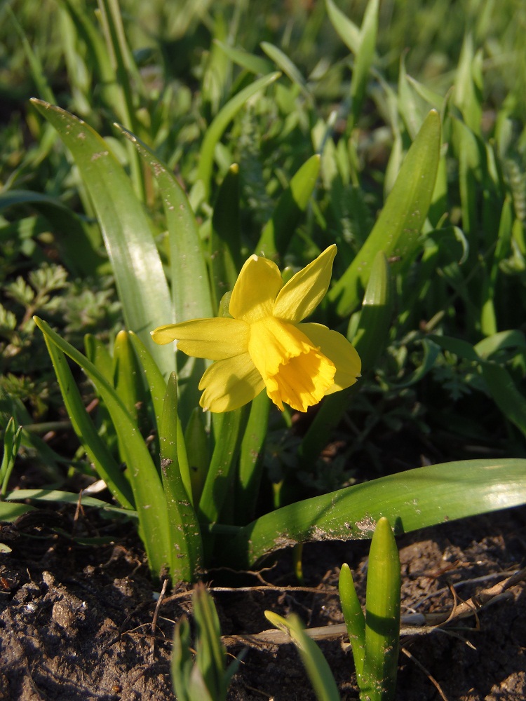 Image of Narcissus pseudonarcissus specimen.