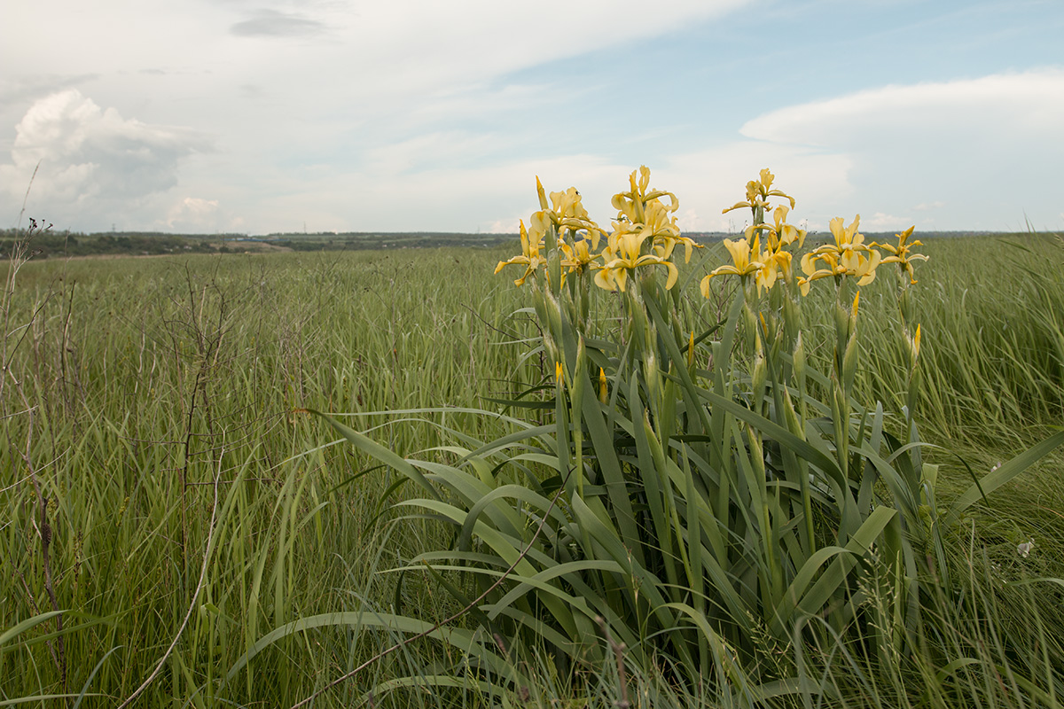 Image of Iris halophila specimen.