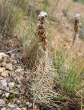 Asphodeline taurica. Плодоносящее растение. Крым, Балаклавский р-н, урочище Айязьма, осыпающийся сухой склон. 06.06.2016.