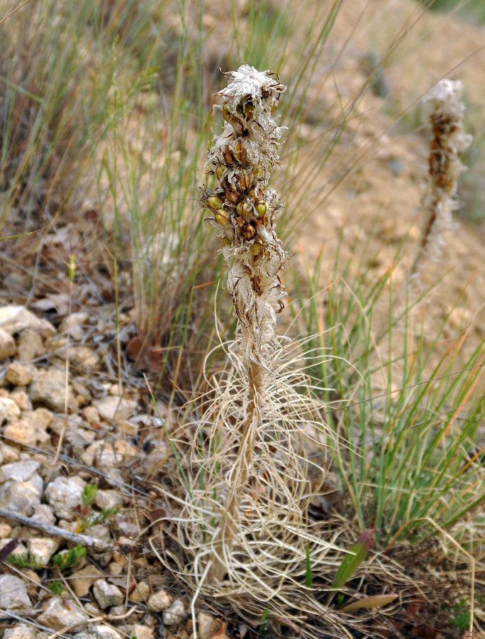 Изображение особи Asphodeline taurica.