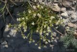 Lepidium turczaninowii