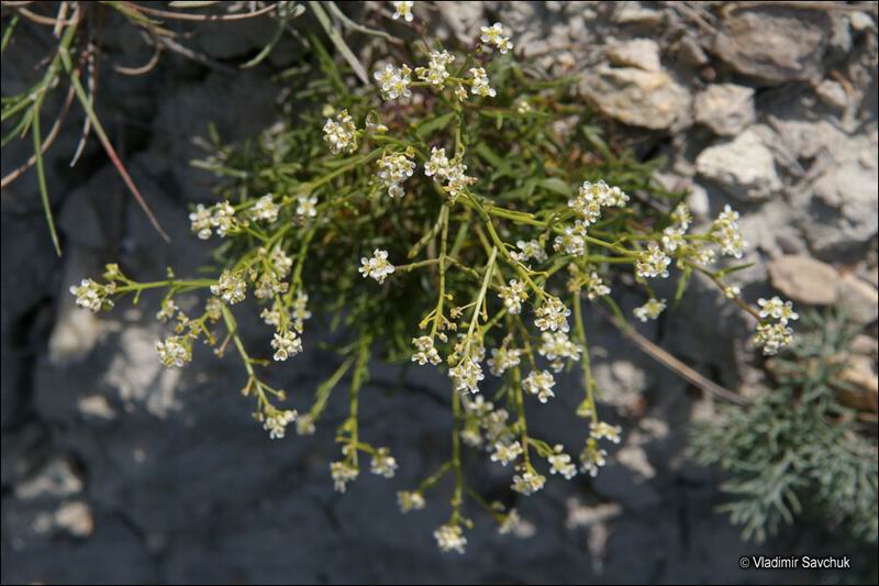 Изображение особи Lepidium turczaninowii.