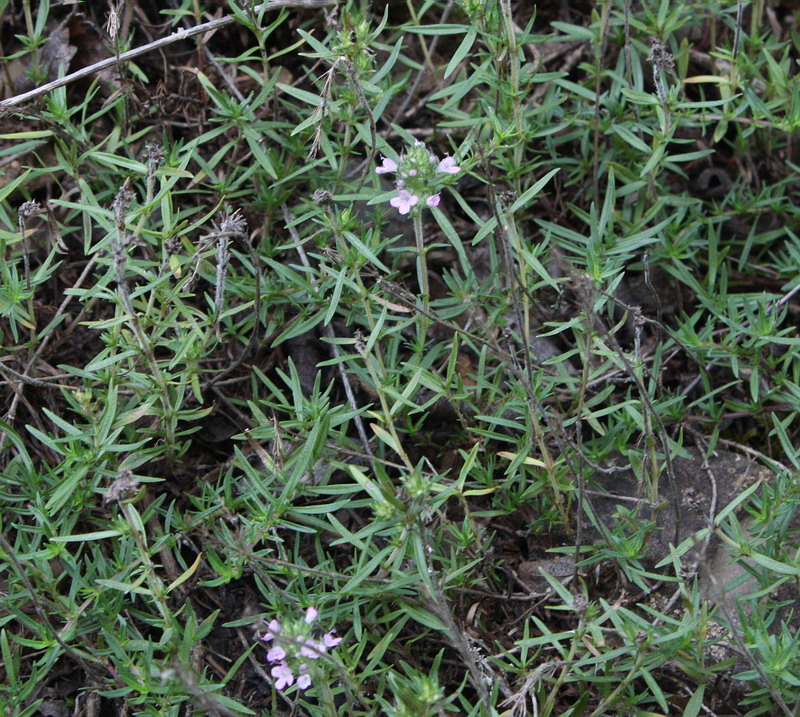 Image of Thymus dzevanovskyi specimen.