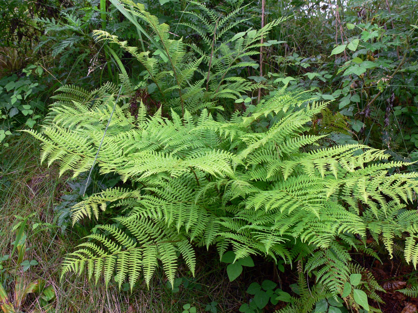 Изображение особи род Athyrium.