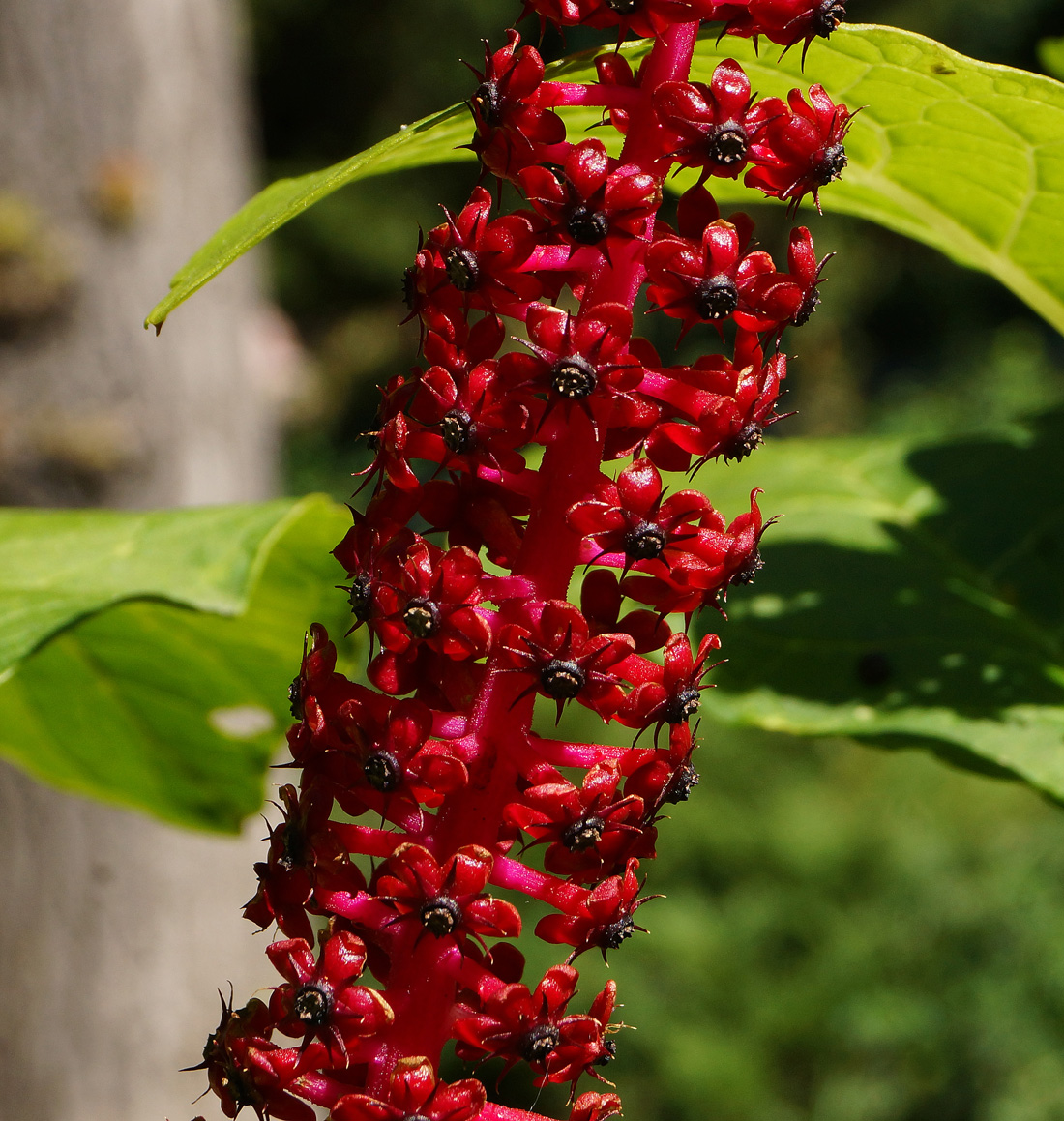 Image of Phytolacca acinosa specimen.