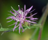 Centaurea diffusa. Соцветие. Краснодарский край, окр. Абрау-Дюрсо, урочище Сухая щель, обочина дороги. 31.07.2005.