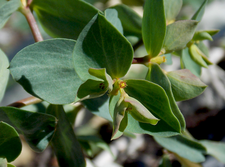 Изображение особи Euphorbia aulacosperma.