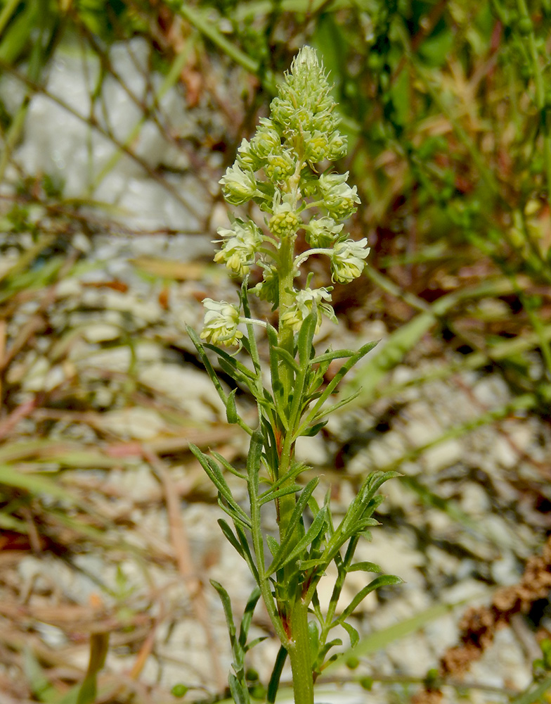 Изображение особи Reseda lutea.