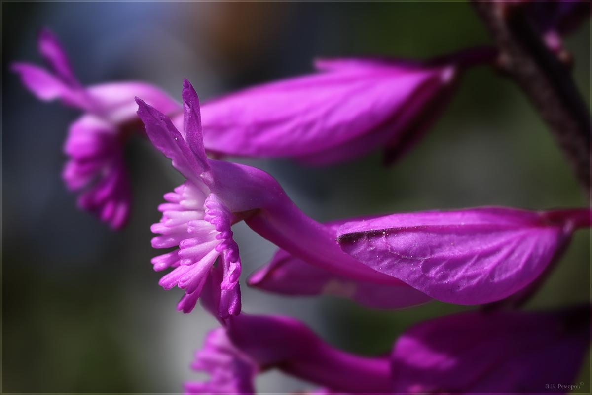 Image of Polygala major specimen.