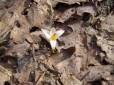 Crocus reticulatus