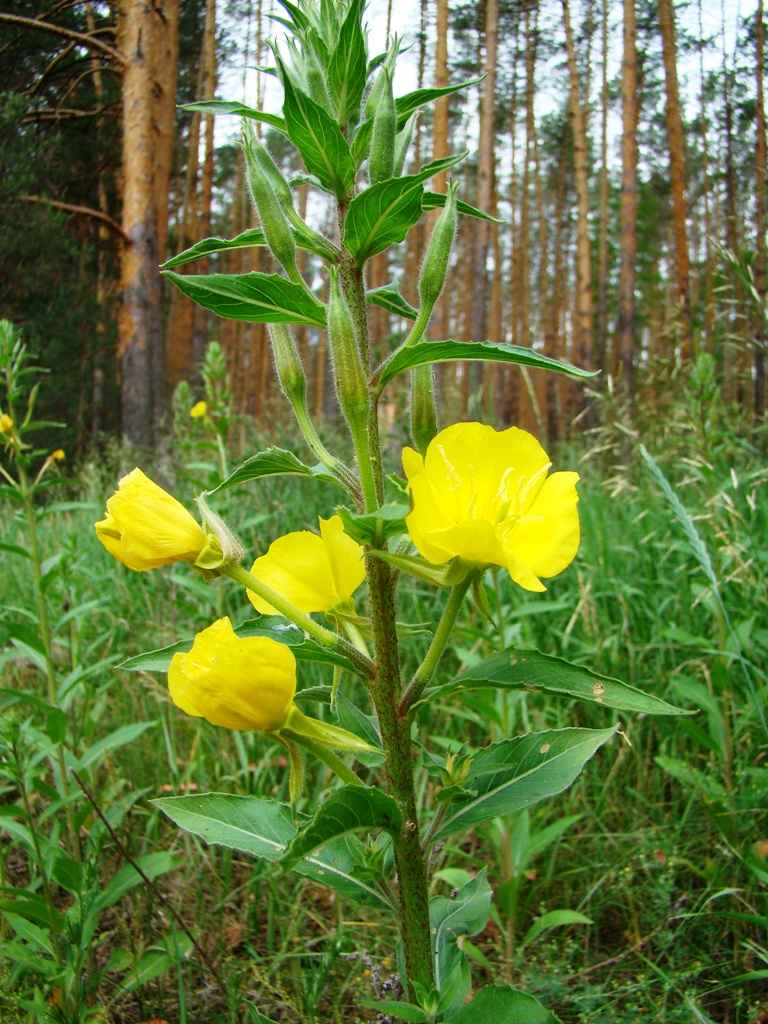 Image of genus Oenothera specimen.