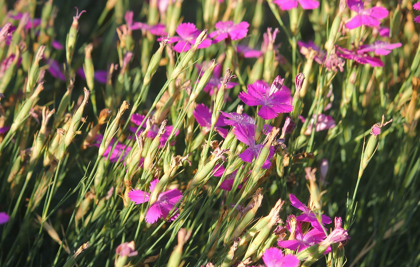 Image of Dianthus acantholimonoides specimen.