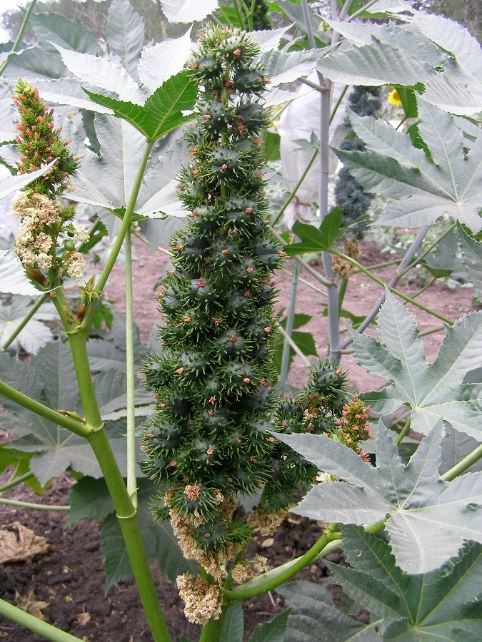 Изображение особи Ricinus communis.