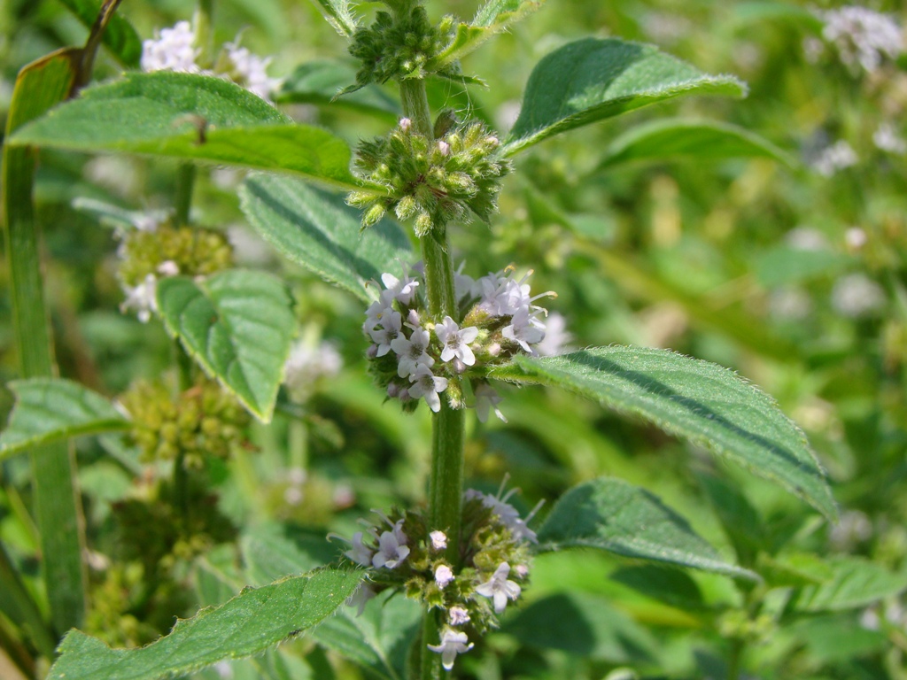 Image of Mentha arvensis specimen.