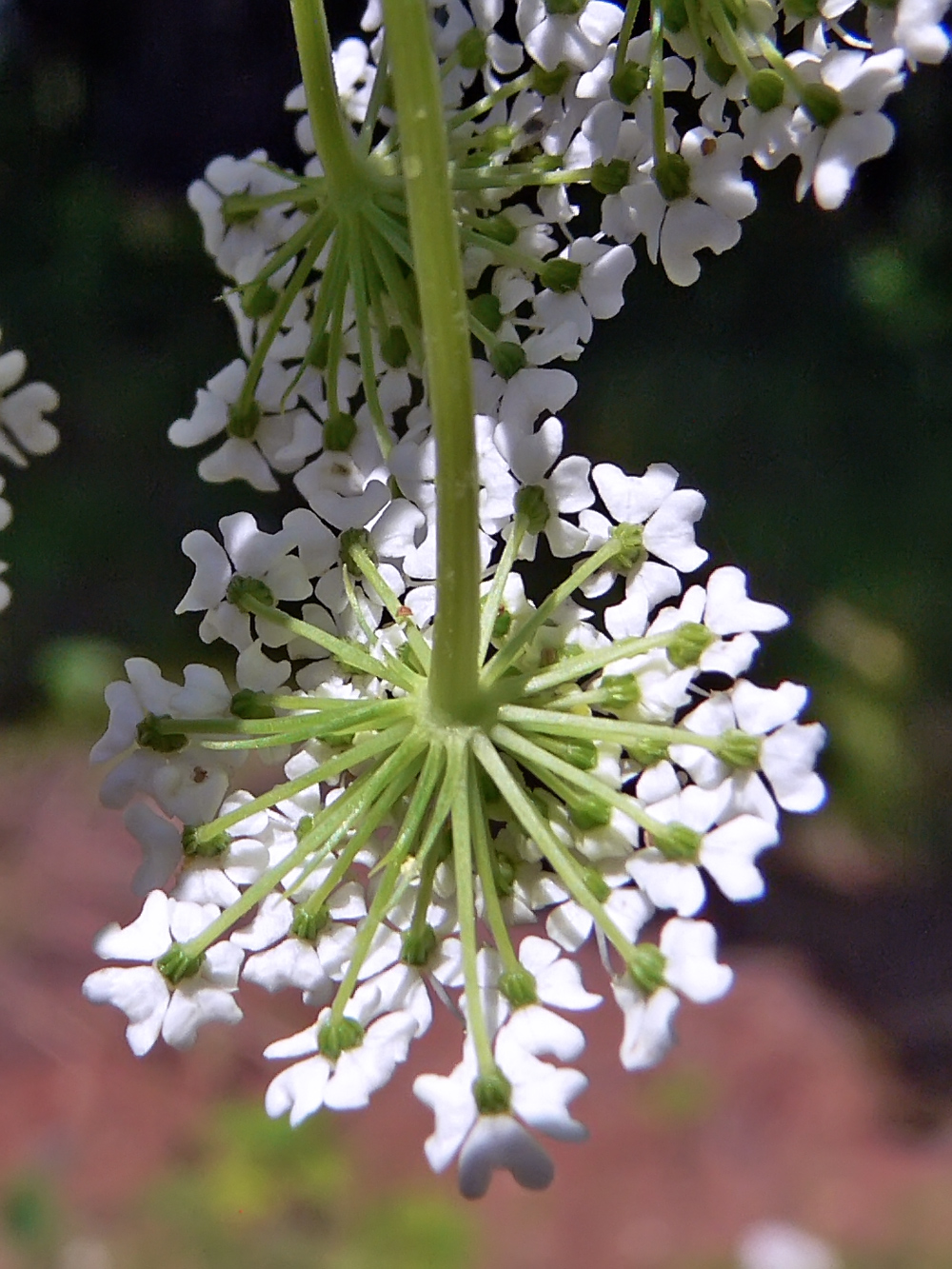 Image of Angelica czernaevia specimen.