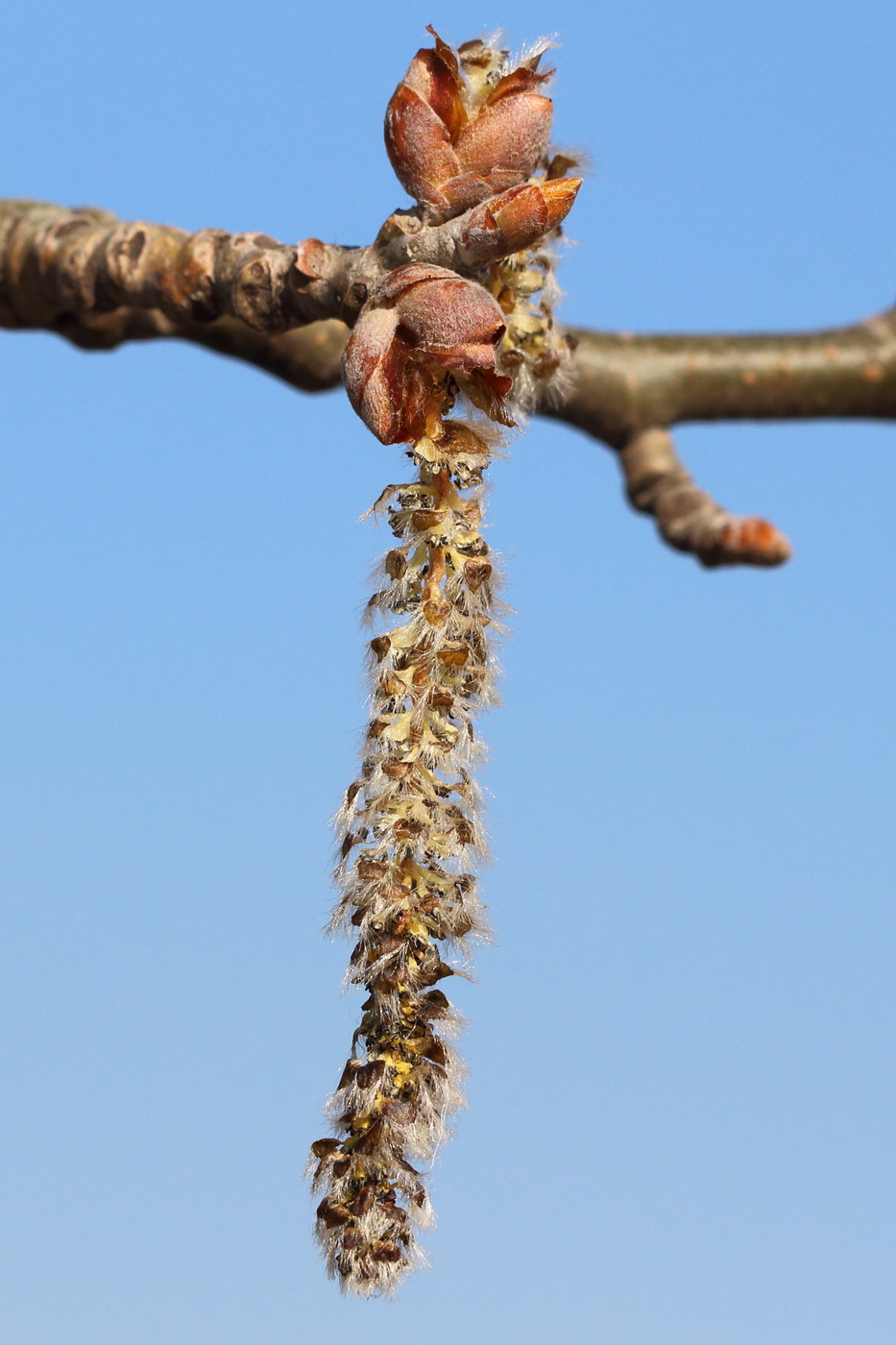 Изображение особи Populus alba.