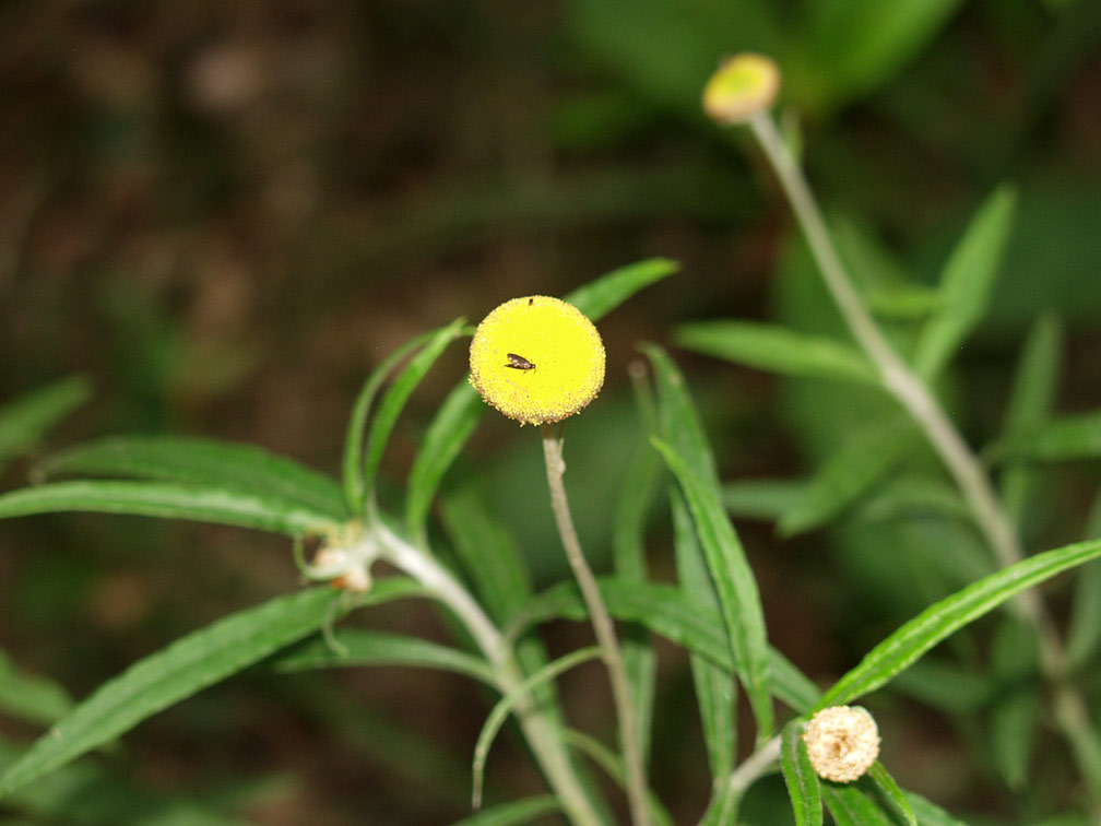 Изображение особи Coronidium rupicola.