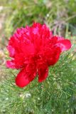 Paeonia tenuifolia