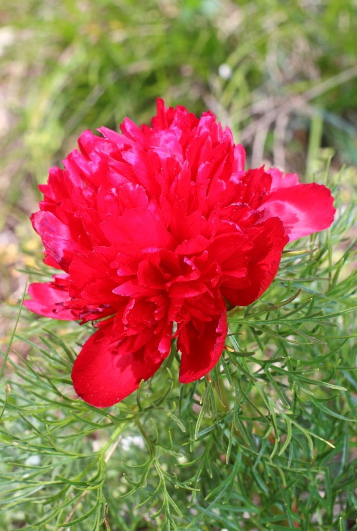 Image of Paeonia tenuifolia specimen.