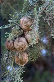 Cupressus sempervirens