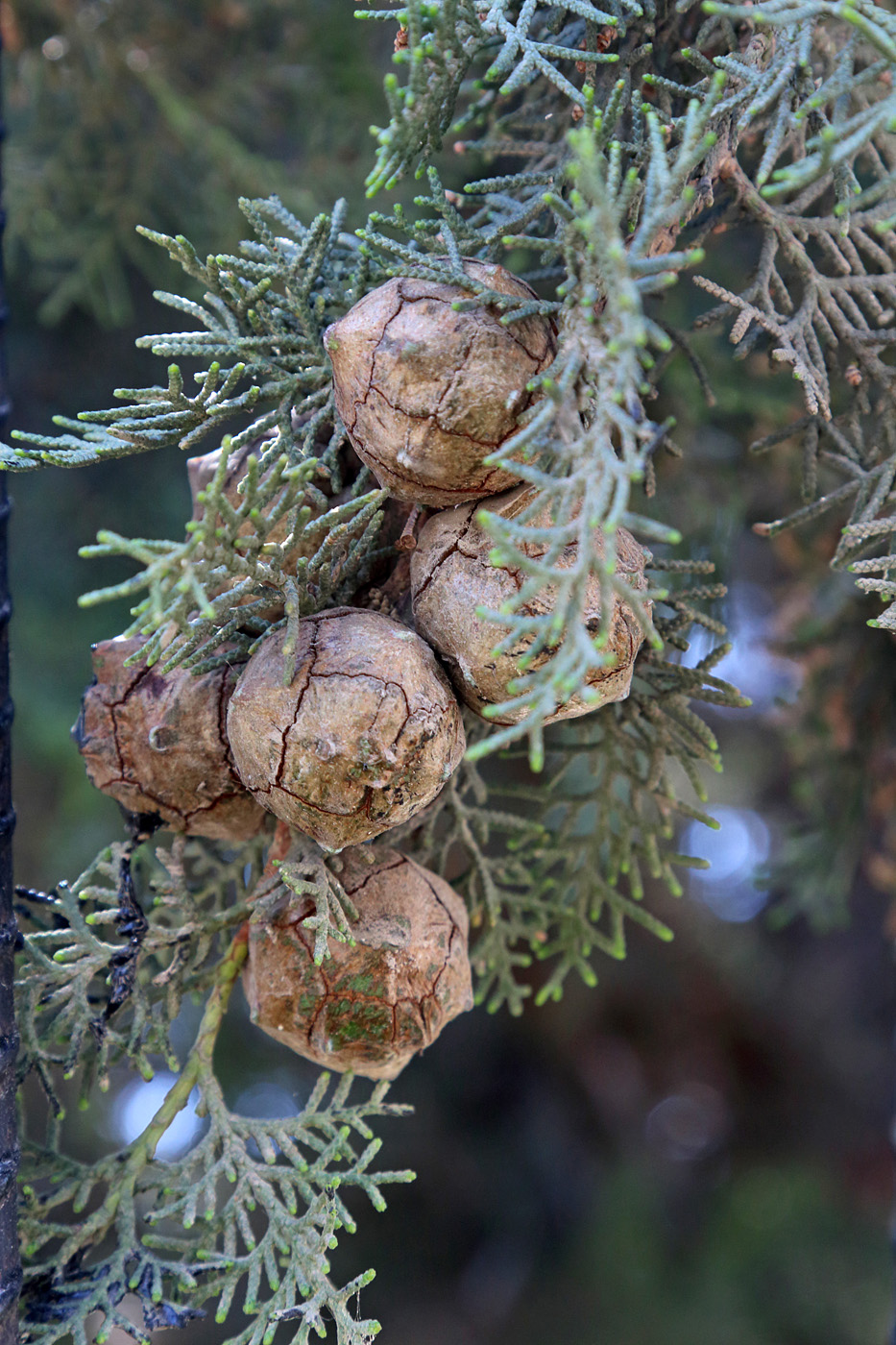 Изображение особи Cupressus sempervirens.