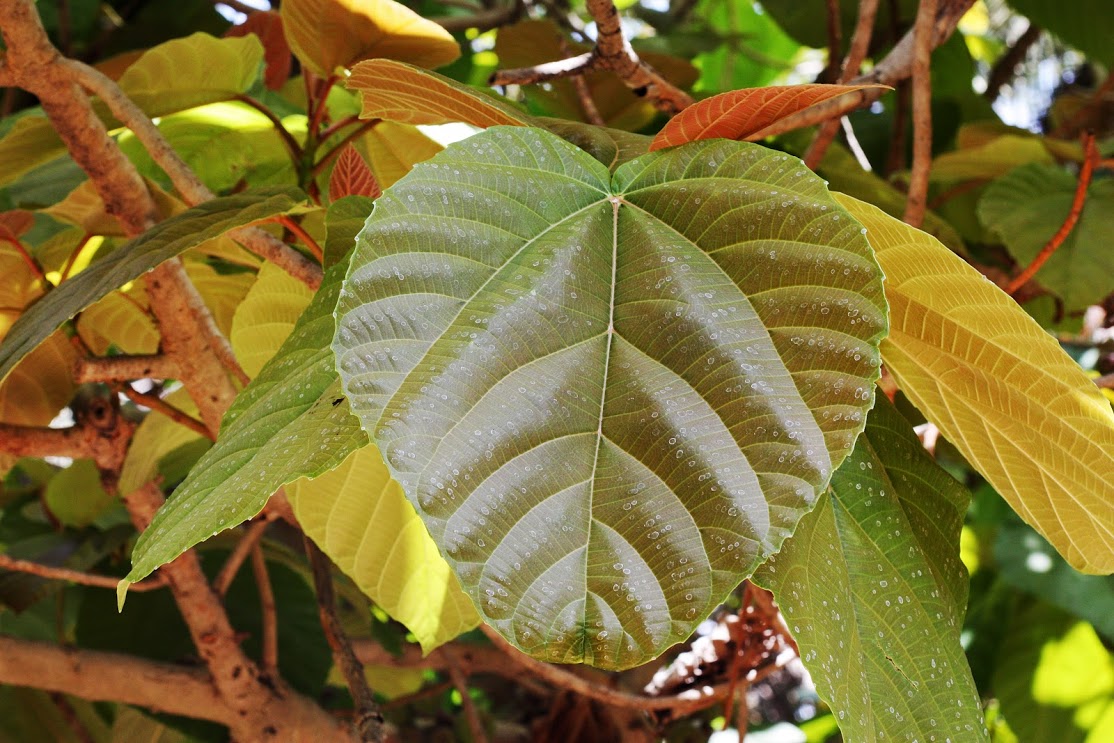 Изображение особи Ficus auriculata.