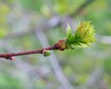 Crataegus sanguinea