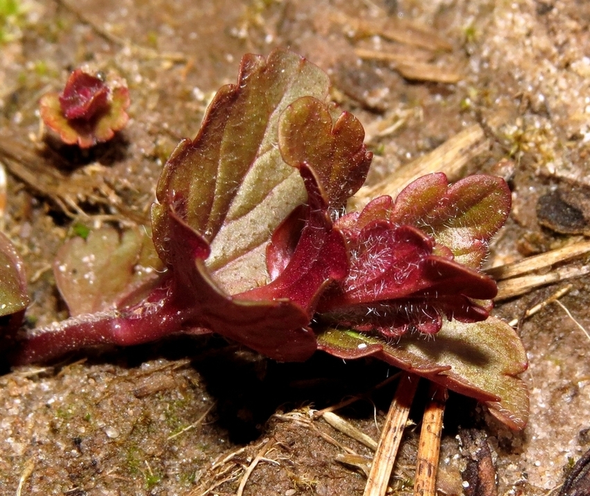 Image of Glechoma hederacea specimen.