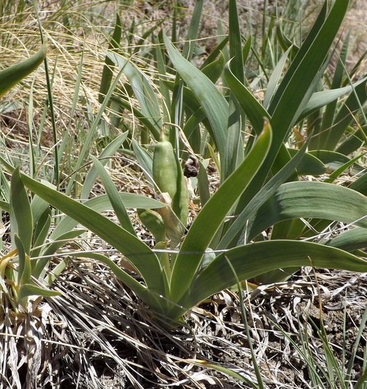 Image of Iris glaucescens specimen.