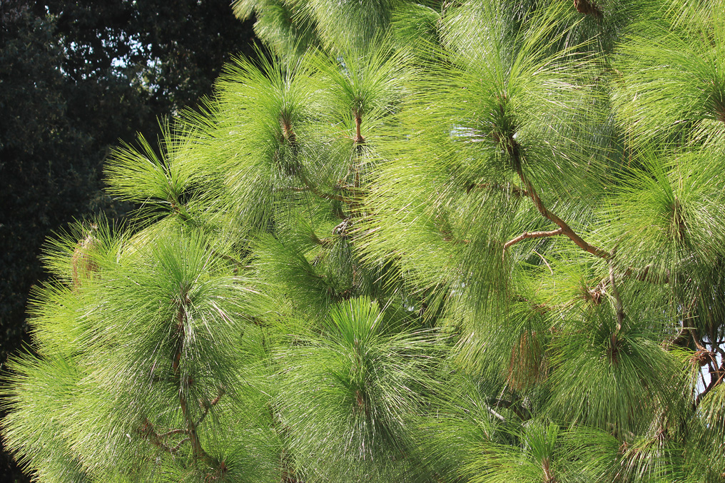 Изображение особи Pinus roxburghii.