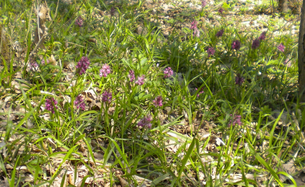 Image of Dactylorhiza romana ssp. georgica specimen.