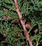 Juniperus sabina